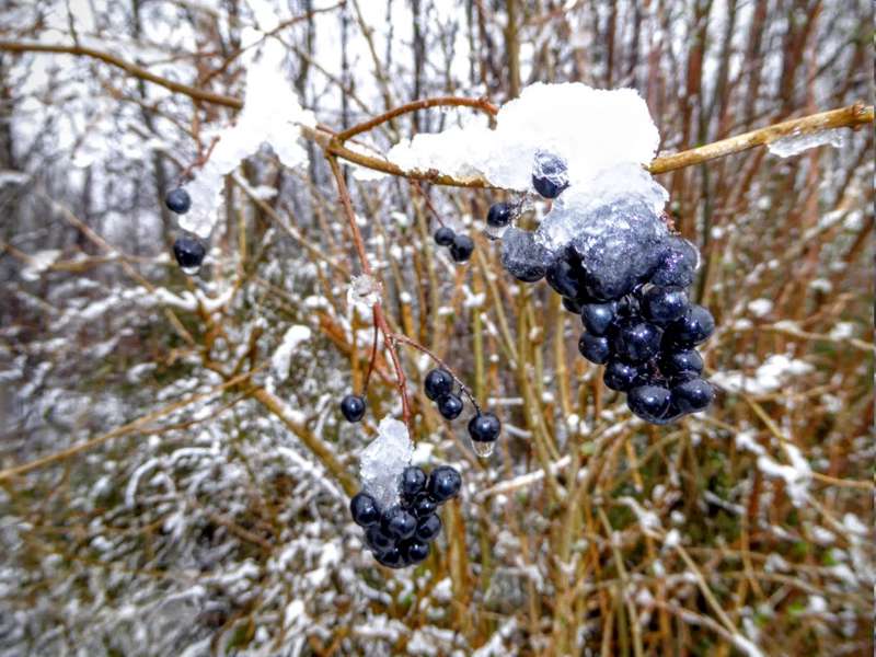 Maudacher Bruch Winter 2016