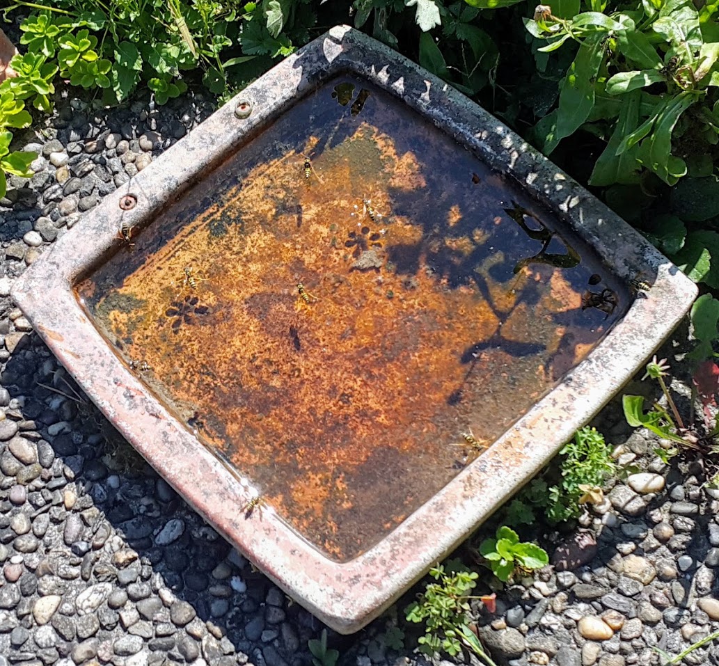 Wespen im Wasserbad